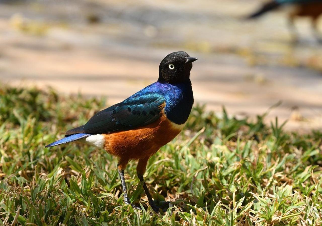 Nyikani House Nanyuki Eksteriør bilde